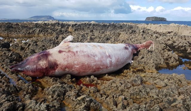 dead whale