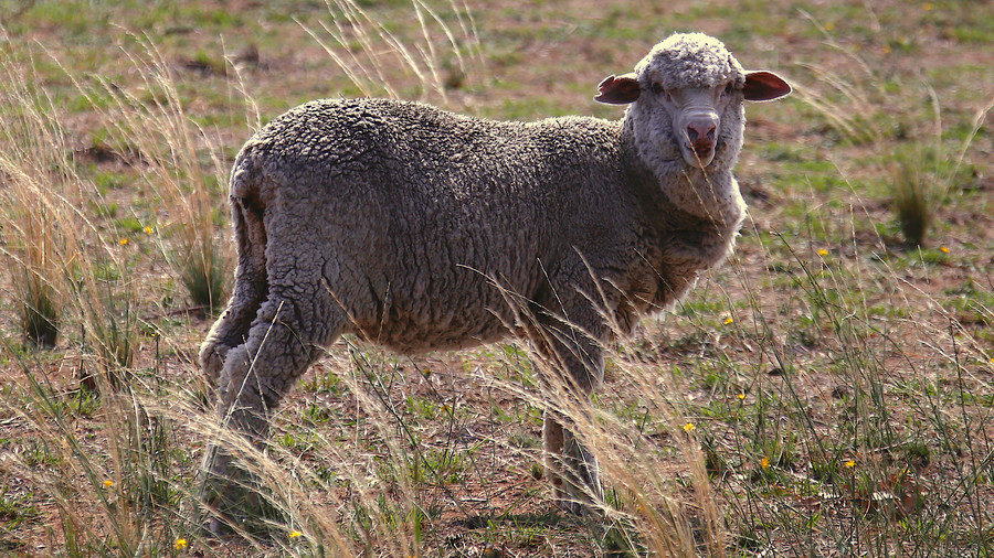 Radioactive sheep