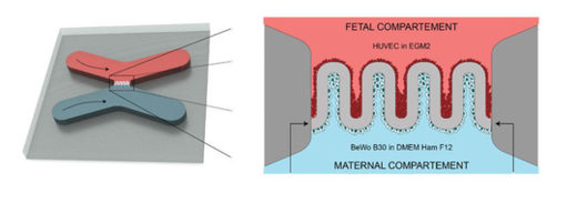 Schematics of the artificial placenta