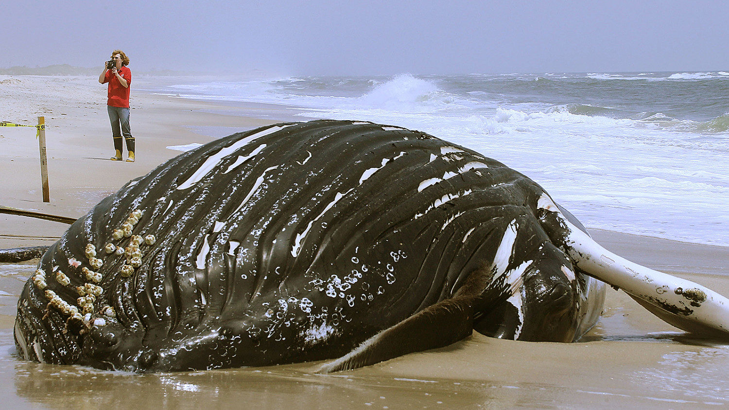 dead whale