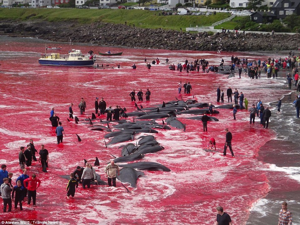 Click to enlarge Hunting season: Dozens of villagers on Vágar, Faroe Islands, gather to help out in the hunting and butchering of a pod of some 180 whales