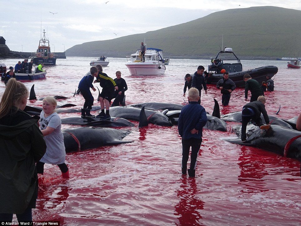 Learning early: Both adults and children take part in the slaughtering of the whale pod in village of Sandavágur on Vágar