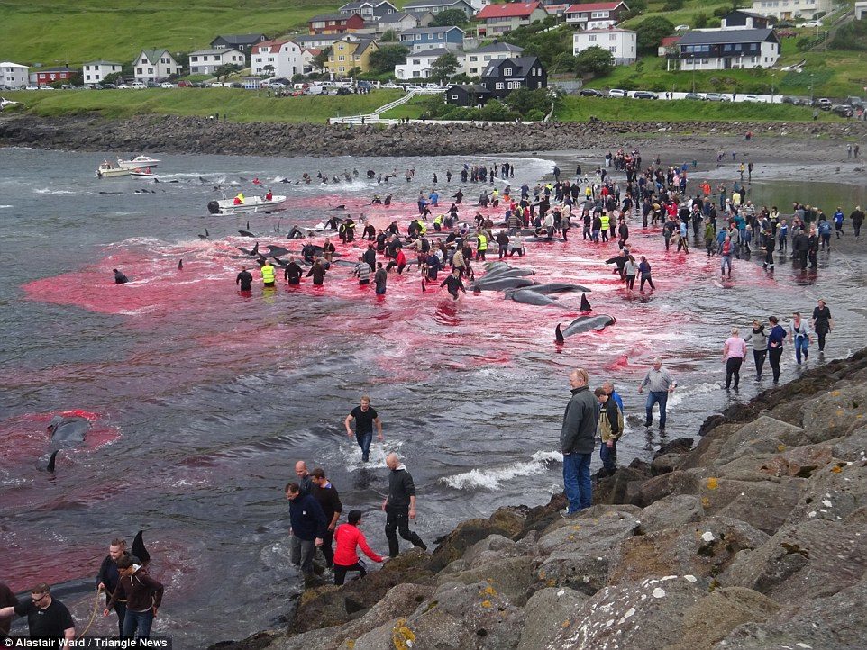 All in this together: When a pod of whales is herded into the bay, it is time for the whole village to get to work