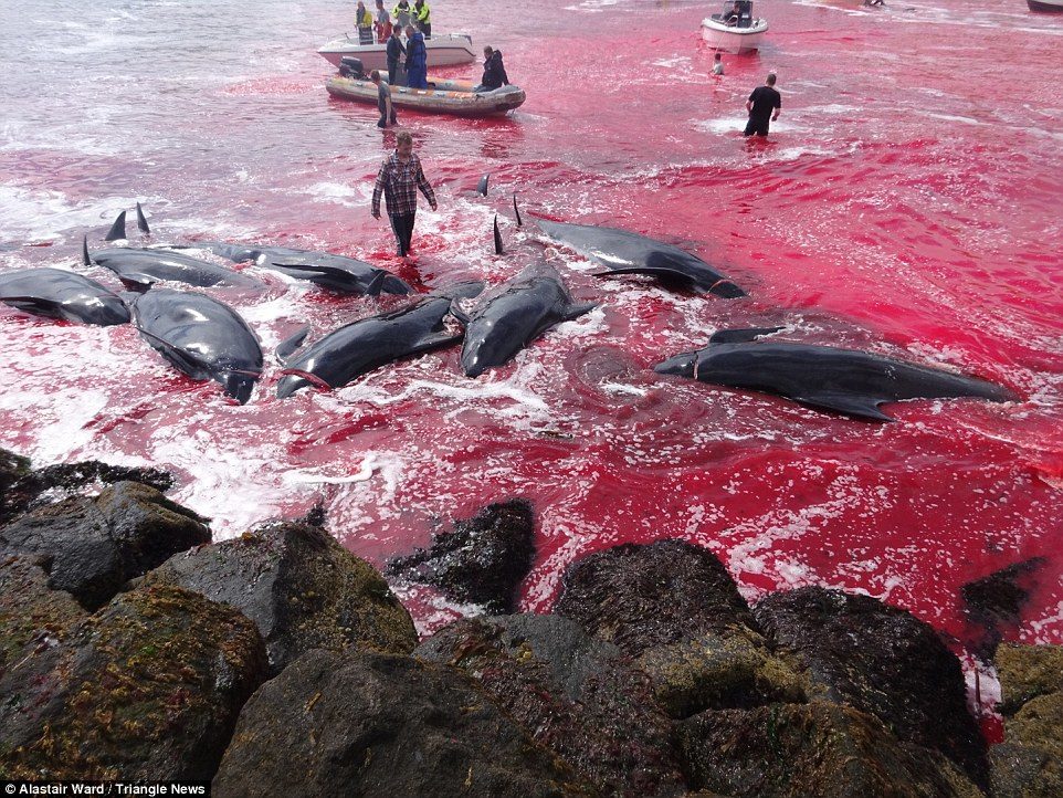 Bloody tradition: Several dead whales lay in the shallows, their blood colouring the sea water red