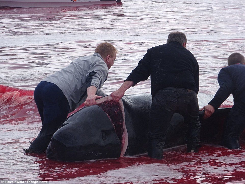 Butchers: The carcass of a whale is dragged through the water before it is cut up on land by the locals
