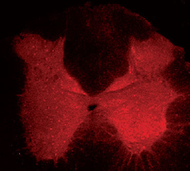 Click to enlarge rat spinal cord section