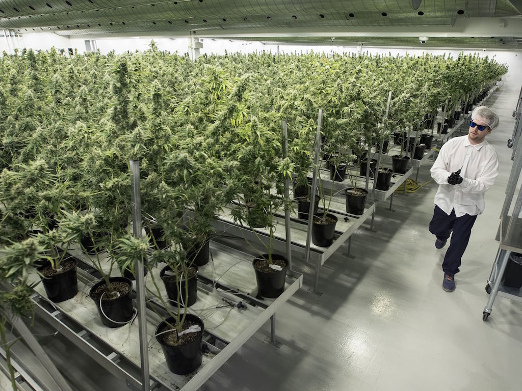 Ontario Canada marijuana growers