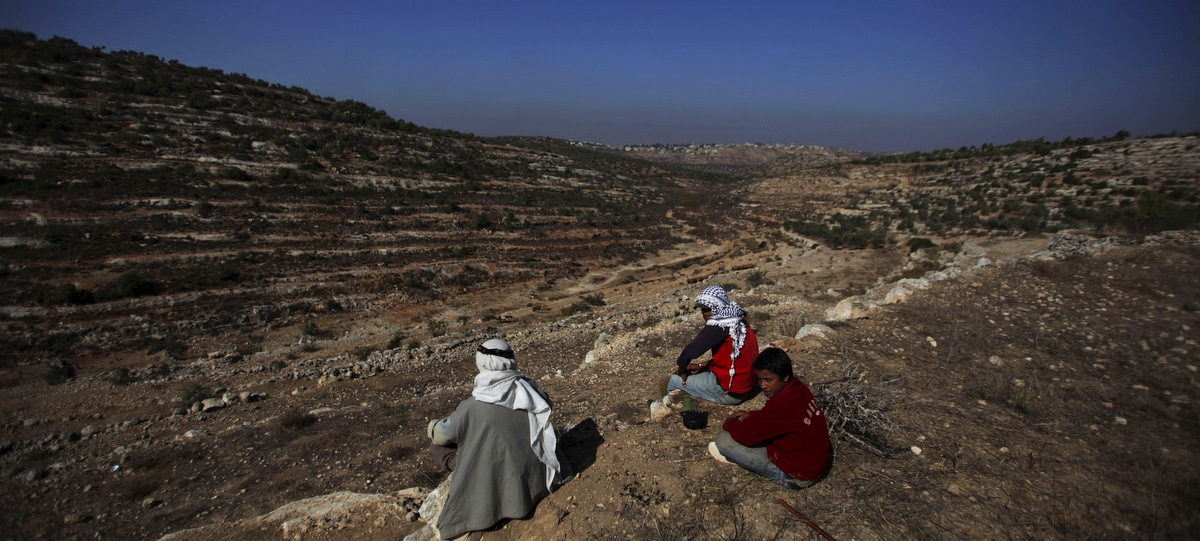 Click to enlarge Palestinian farmers olive harvest Nabi Saleh