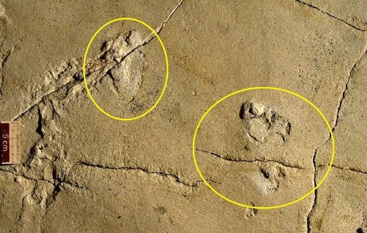 Click to enlarge fossil human foot prints Crete