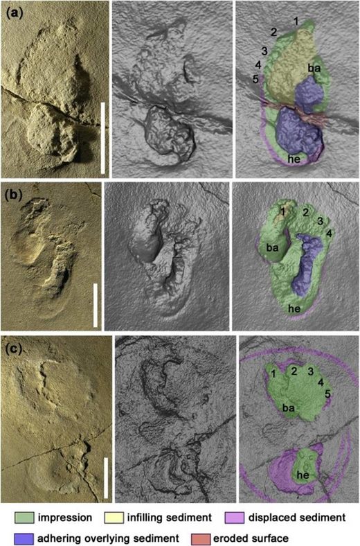 fossil human footprints crete