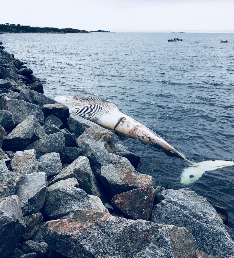 Josephine Kelly-Janes said she thinks the animal is about 12 or 13 metres long.