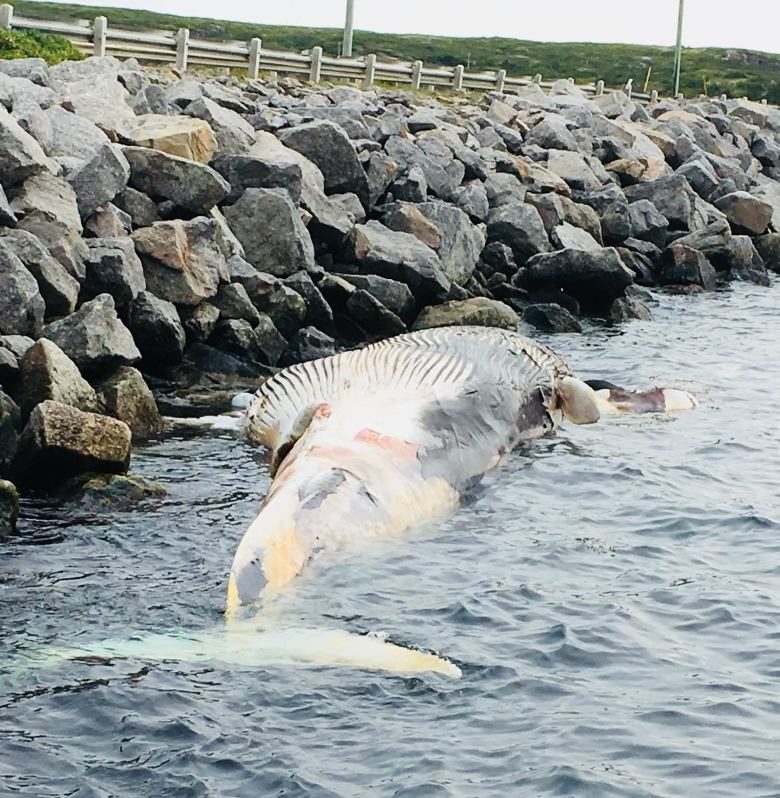 Josephine Kelly-Janes said she thinks it'd take a 'mighty wind' to free the whale carcass from the rocks.