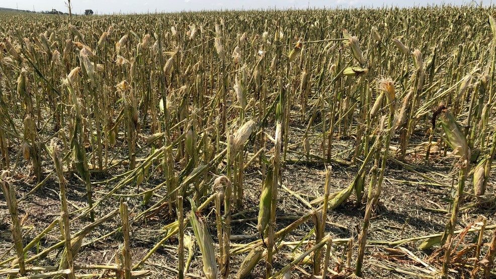 Hail damage in Howard County