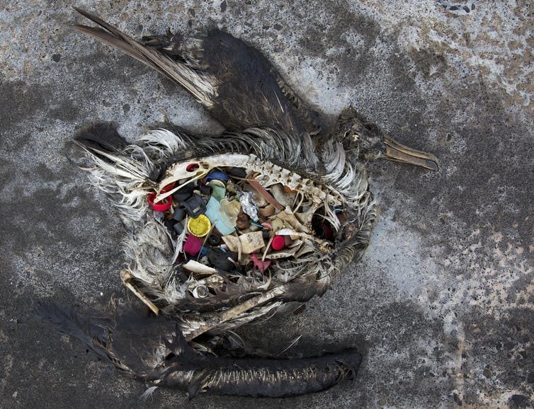 Click to enlarge microplastics