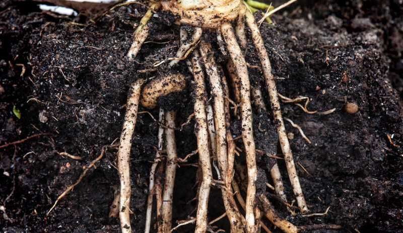 plant roots