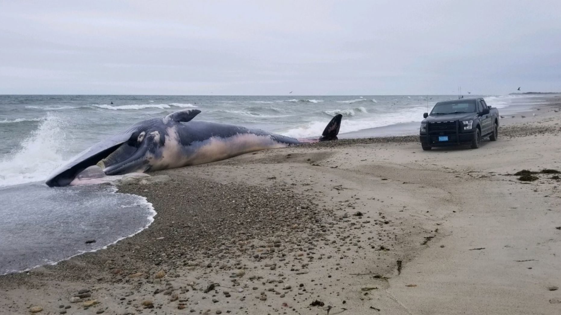Click to enlarge dead whale