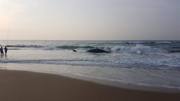 Click to enlarge The beached whale.