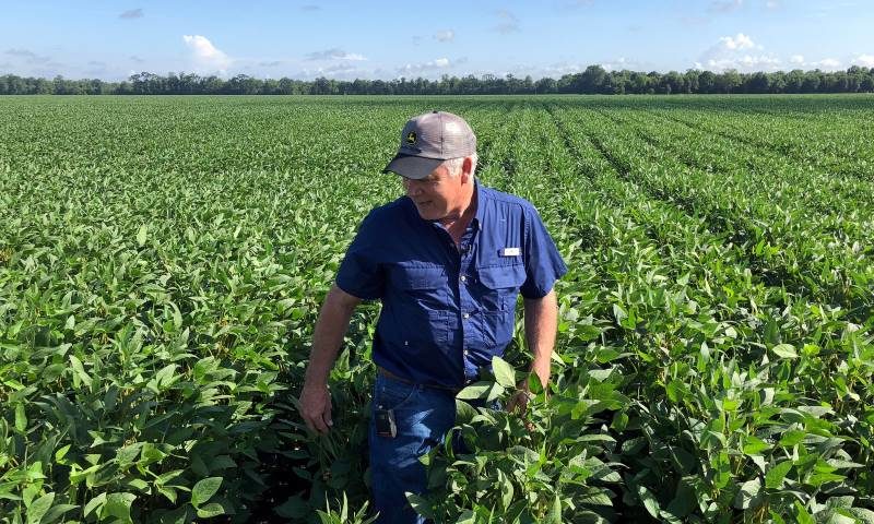 Click to enlarge farmer soy bean field
