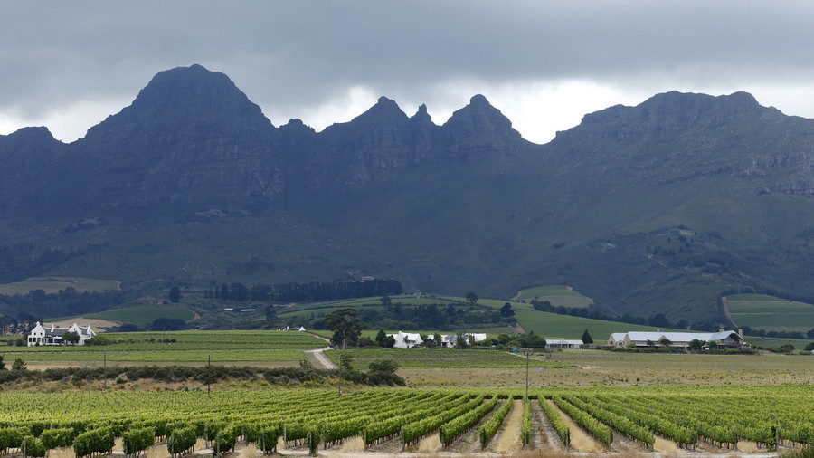 Vineyards Stellenbosch South Africa