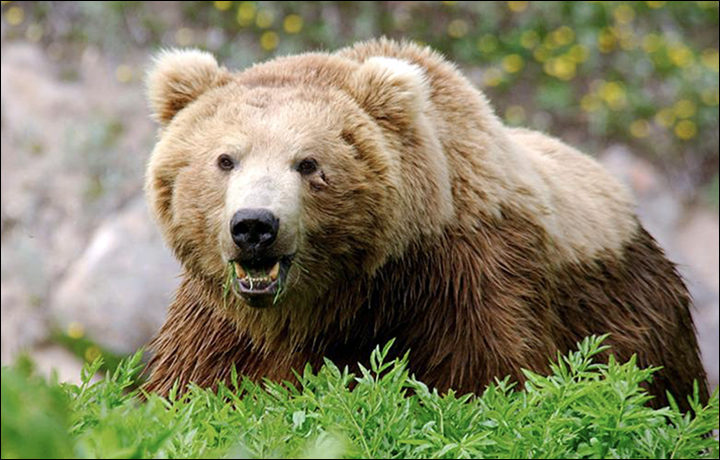 Vadim Klabukov, 23, was ambushed by two bears that had earlier killed another bear and dug the prey into the ground along with some salmon.
