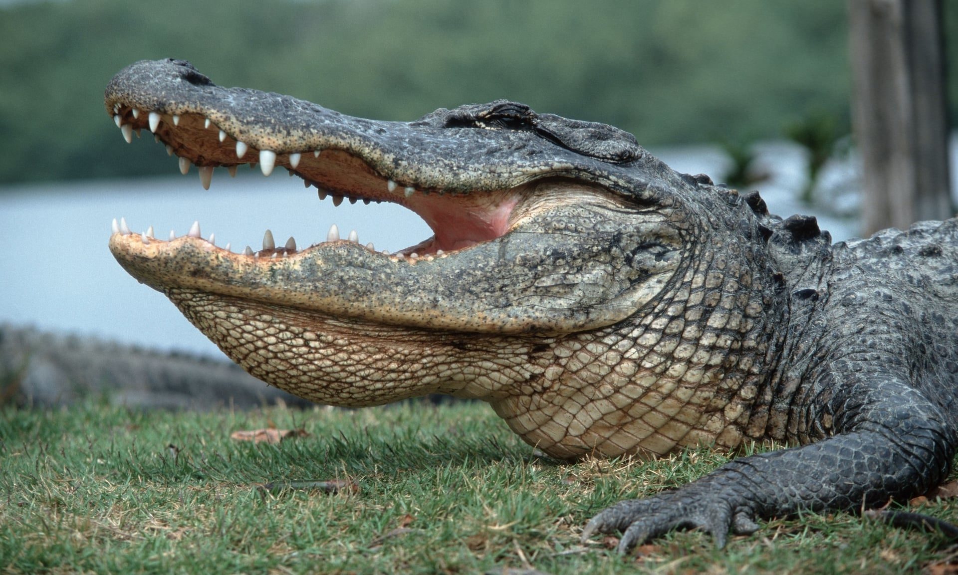 The 8ft alligator was later found and euthanized, Sam Chappalear of the South Carolina Department of Natural Resources told the Island Packet newspaper.