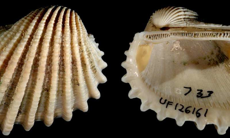 fossil shells