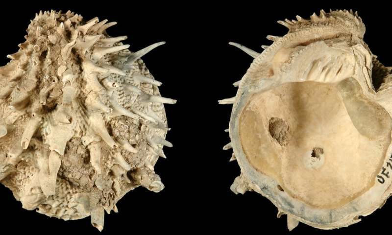 fossil sea shells