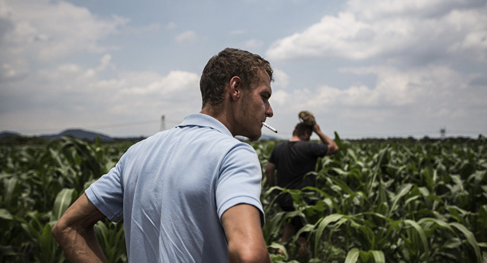 Click to enlarge South African farmers