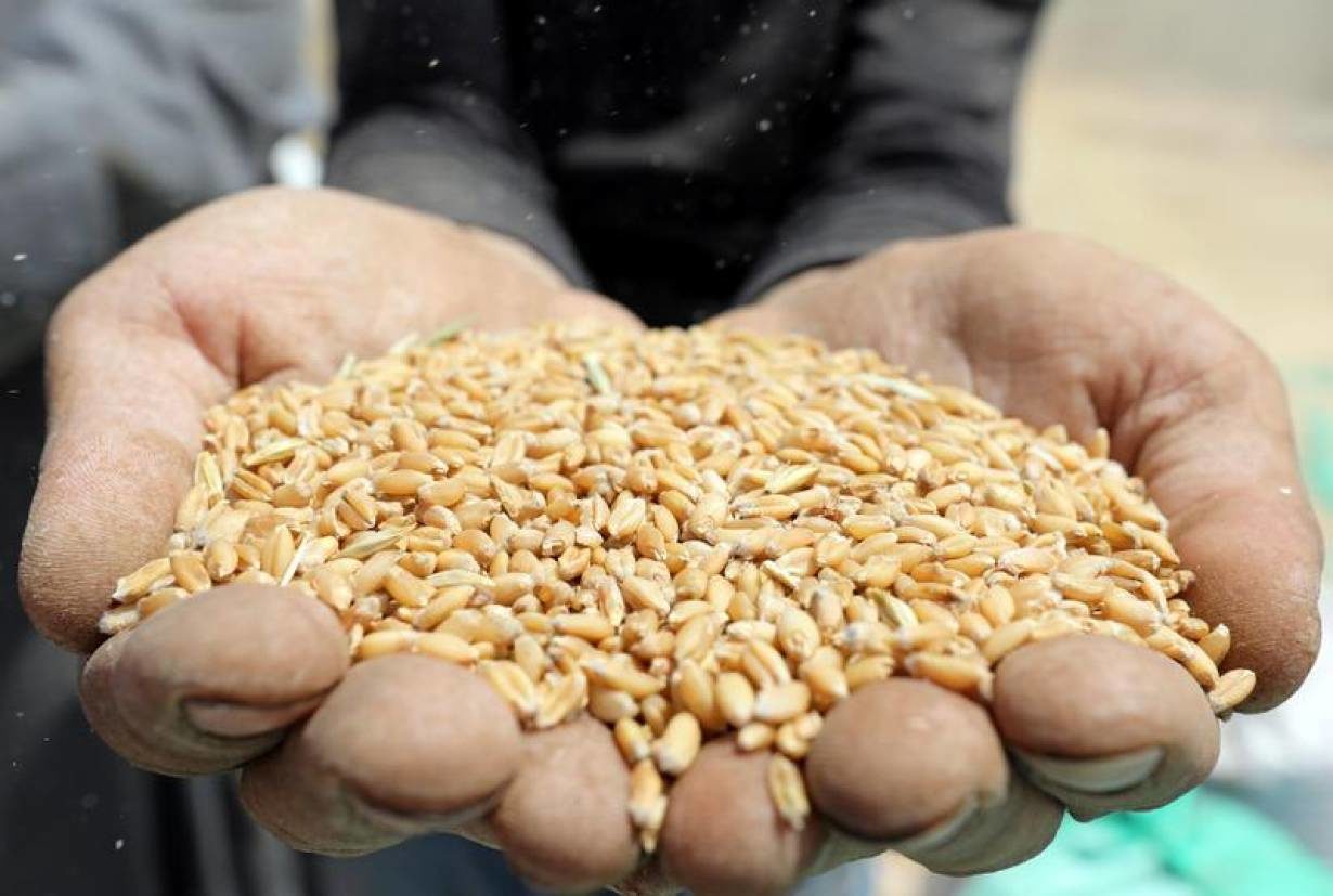 wheat
