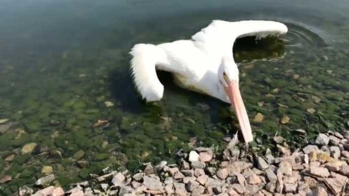 pelican