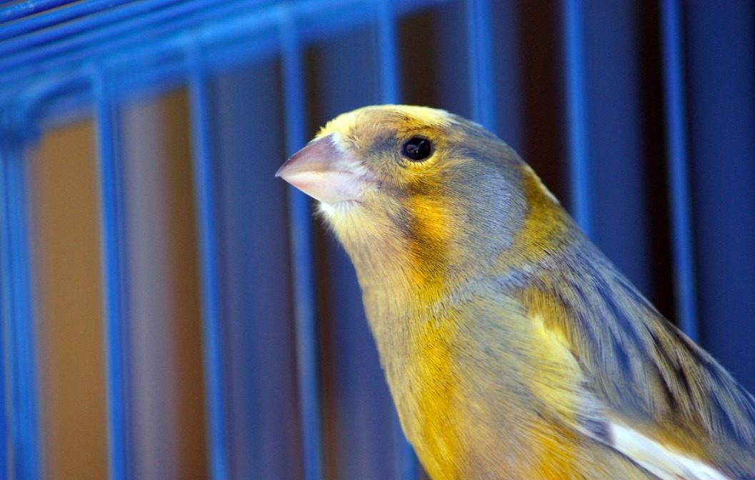 Bird in cage