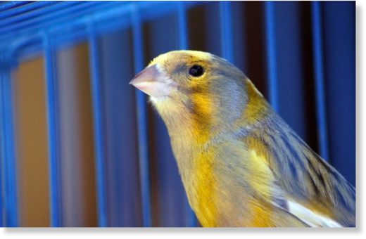 Bird in cage