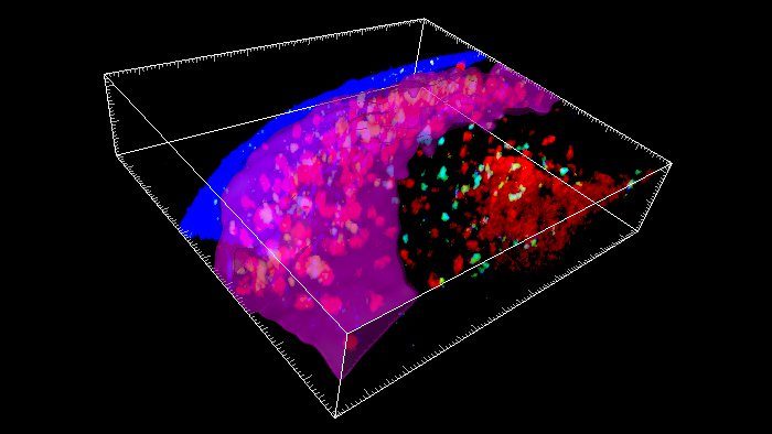 Click to enlarge Immune Cells