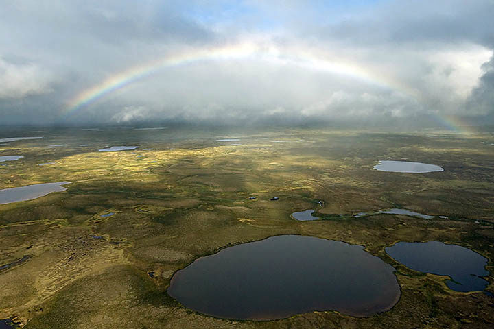siberian tundra