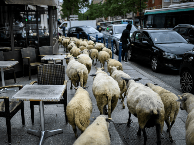 goats paris halal slaughter