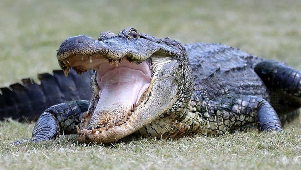 Alligator