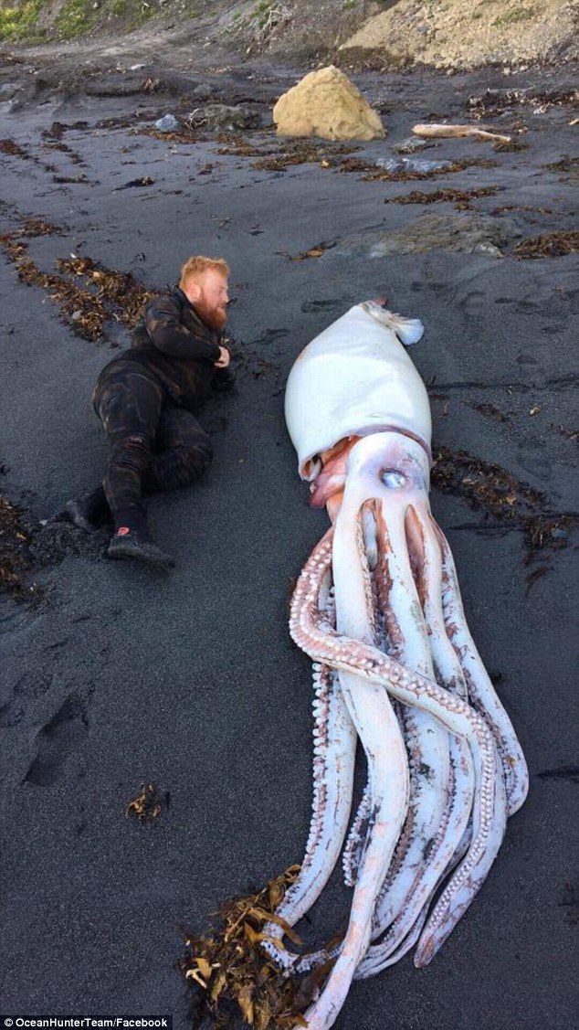 Click to enlarge Diver Jack Aplin (pictured) was with his three brothers searching for a diving spot on Wellington's southern beaches on Sunday morning when he came across a monster 4.2m long squid