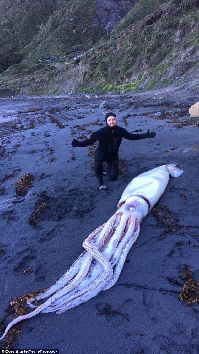 Click to enlarge Matthew Aplin (pictured) and his brothers were not sure what to do with their giant discovery - and eventually called NIWA (National Institute of Water and Atmospheric Research), who arranged to have the squid collected.