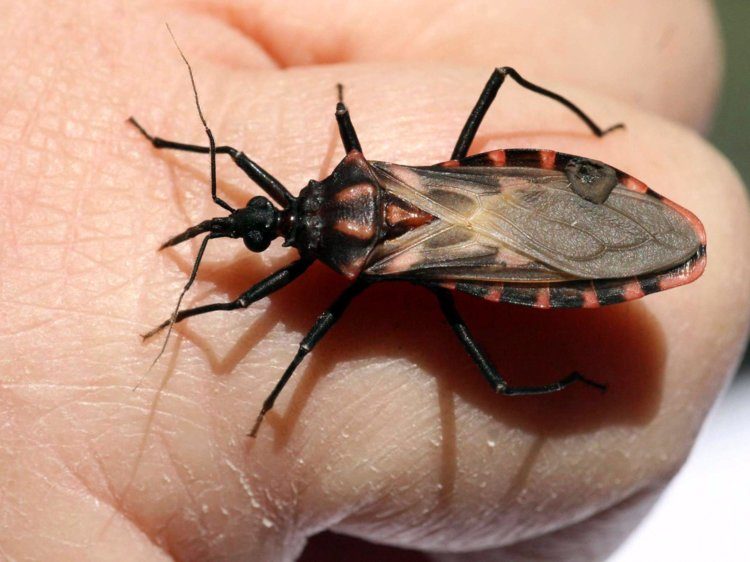 Click to enlarge chagas disease parasite