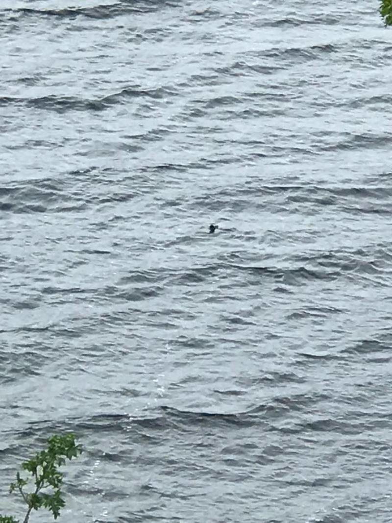 loch ness monster 2018
