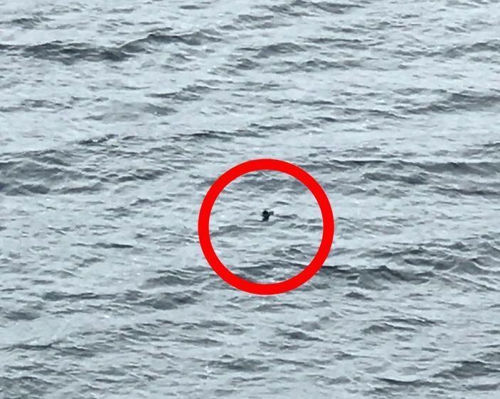 loch Ness monster 2018