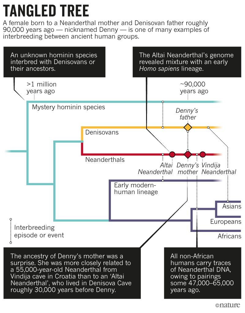 denisovan neanderthal tree family