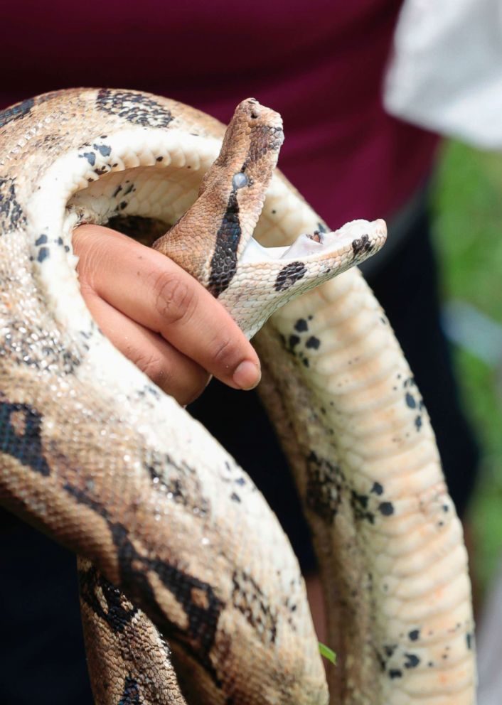 Florida study finds hybrid pythons with the ability to live in various ...
