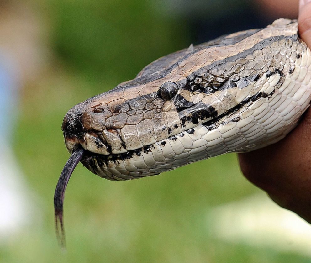 Bermese python