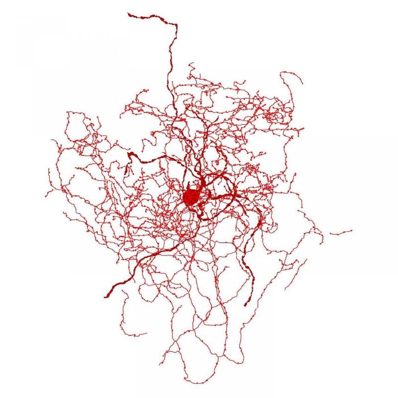 rose hip neuron