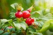 Click to enlarge rose hips