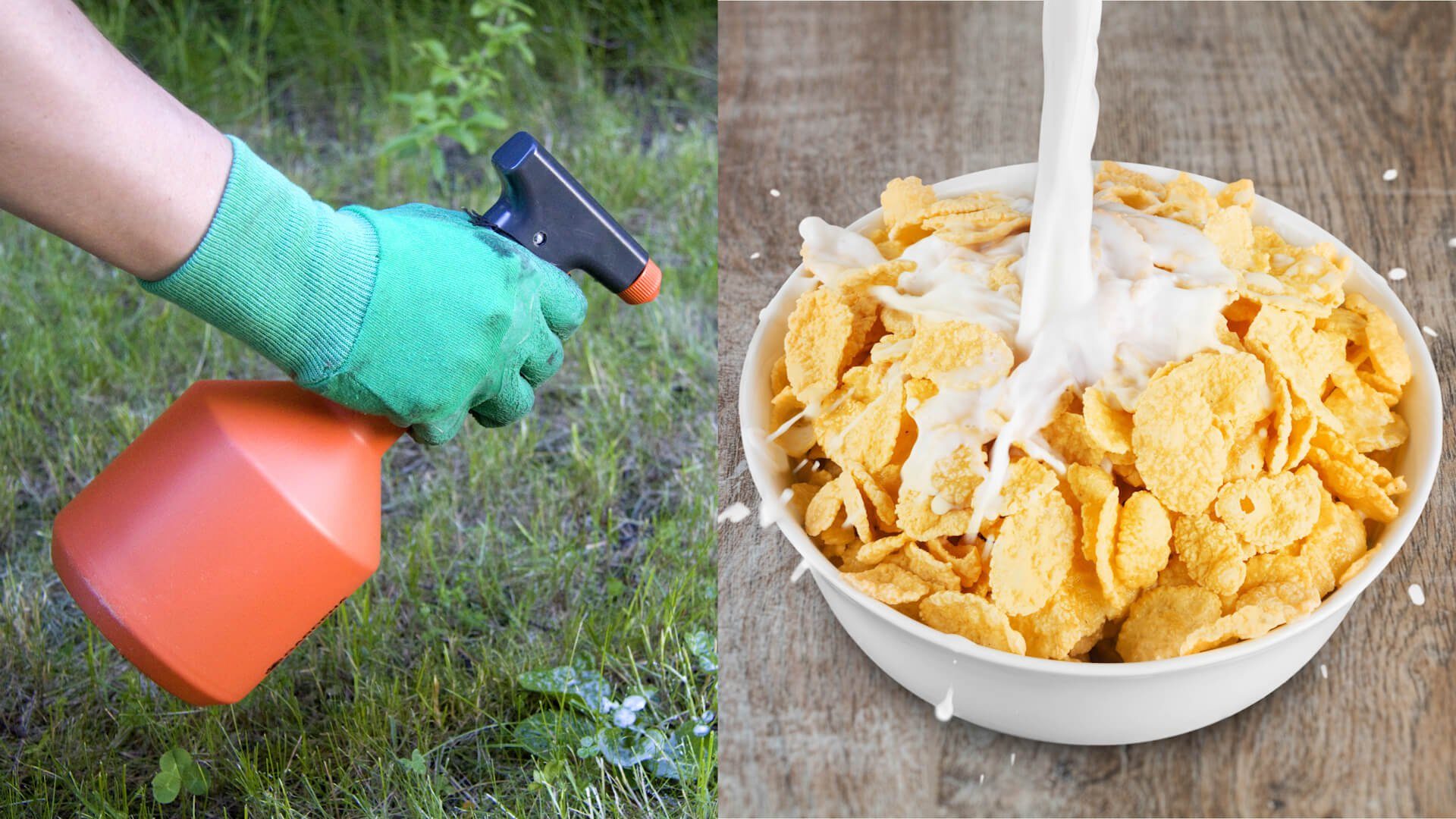 glyphosate cereal