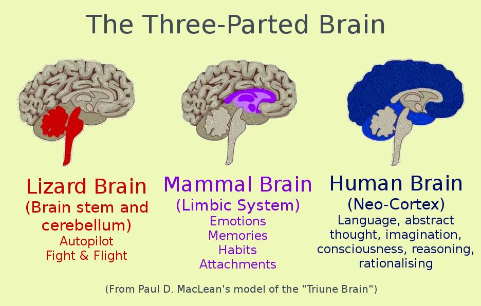 Triune Brain