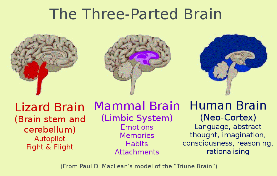 Click to enlarge Triune Brain
