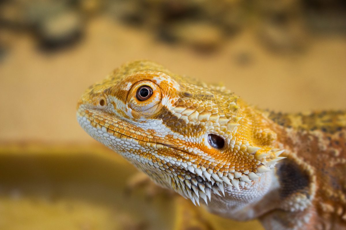 Click to enlarge lizard